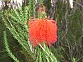 Swamp Banksia