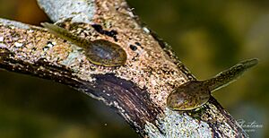 Tadpole of malabar gliding frog