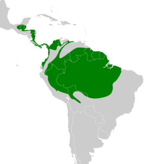 Terenotriccus erythrurus map.svg