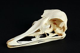 The Childrens Museum of Indianapolis - Ostrich skull
