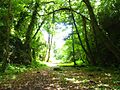 The Glen, Sligo in the summer
