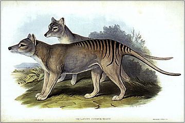 Thylacinus cynocephalus (Gould)