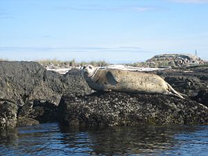 Trial Island Seal