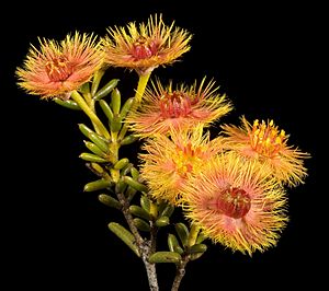 Verticordia chrysantha - Flickr - Kevin Thiele.jpg