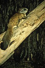 Virginia northern flying squirrel on a tree glaucomys sabrinus fuscus.jpg