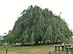 Weeping European Beech Tree, Ye Antientist Burial Ground, New London, CT - October 6, 2014