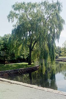 Weeping Willow by Pond