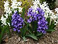White and purple hyacinths