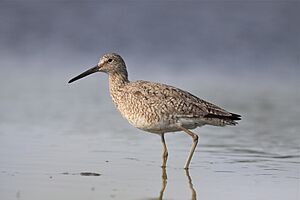 Willet - Sandy Lake, Two Hills County (5771624461)