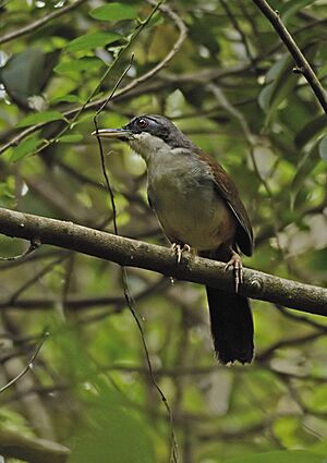 Wynaad Laughingthrush - Garrulax delesserti at western ghats.jpg