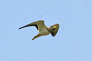 Yellow-wattled Lapwing (Vanellus malabaricus)