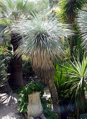 Yucca thompsoniana (TS213984).jpg