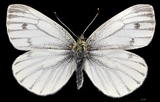(MHNT) Pieris napi napi - Foret de Bouconne, France - female dorsal