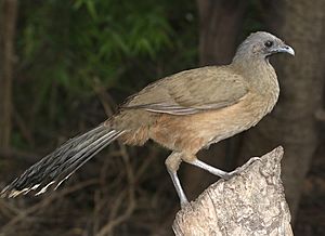 Plain chachalaca Facts for Kids