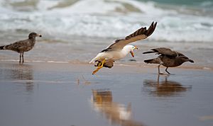 Adult and juvenile pacific gulls