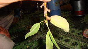 Afghan almond with stalk