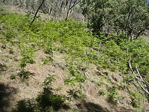 Ailanthus-altissima-growing-as-weed-in-Australia
