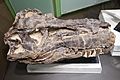 Albertosaurus skull Royal Tyrrell 1