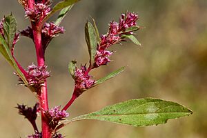 Amaranthus torreyi - Flickr - aspidoscelis (1).jpg