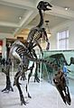 Anatotitan copei