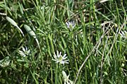 Anemone berlandieri