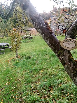 Apple cultivars in Priorwood Gardens in Melrose Scotland Ribston Pippin