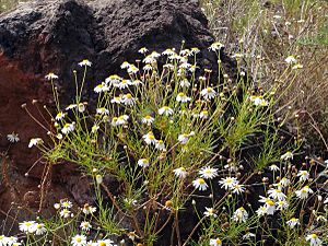 Argyranthemum gracile Tenerife.jpg