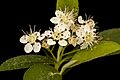 Aronia melanocarpa, Black Chokeberry, Howard County, Md., 2018-05-17-14.20 (42991907975).jpg