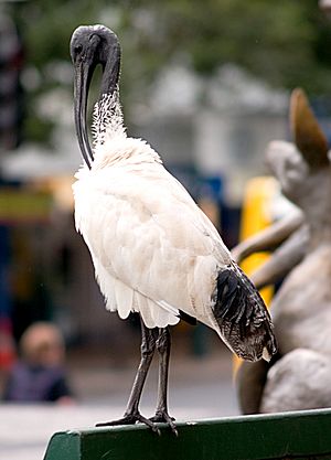 Australian White Ibis-preening
