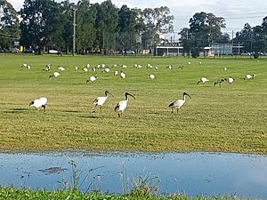 Australian white ibis 2022 - Werrington 2