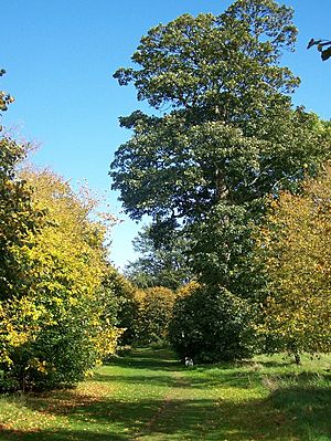 Autumn colour in Camer Country Park - geograph.org.uk - 994654.jpg