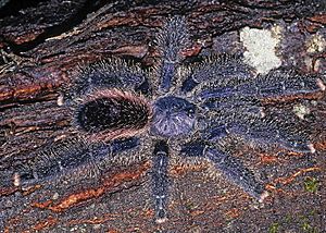 Avicularia juruensis female morphotype 2 ZK120.jpg