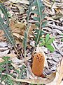 Banksia gardneri 02 gnangarra