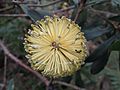 Banksia integrifolia subsp. monticola 08