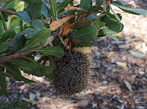 Banksia lemanniana old inflorescence and foliage
