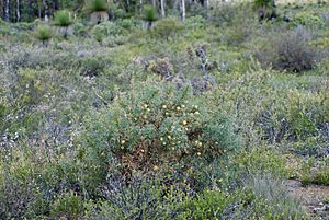 Banksia recurvistylis habit