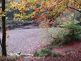 Bedburn Beck in autumn, Hamsterley Forest.jpg