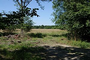 Bernwood Forest - geograph.org.uk - 204181