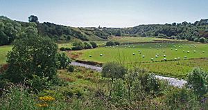 Bervie Water with sheep
