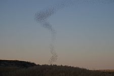 Bitter Lake Swarm of Birds