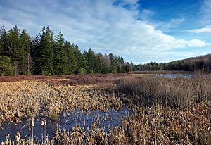 Black Moshannon State Park (Revisited)