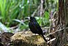 Black butcherbird on treestump.JPG