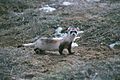 Black footed ferret whole