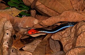 Blue Malayan Coral Snake from Singapore.jpg