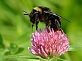 Bombus rupestris - Trifolium pratense - Keila