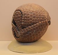 Brazilian three-banded armadillo (Tolypeutes tricinctus) 2, Natural History Museum, London, Mammals Gallery