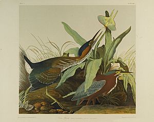 Brooklyn Museum - Green Heron - John J. Audubon
