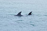 Burrunan Dolphins 2011