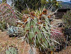 Cactus1web