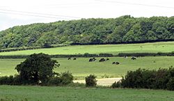 Cattle in a field - geograph.org.uk - 890235.jpg